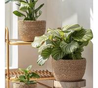 3 pièces Pot en paille, conteneur de plante de couleur unie minimaliste pour la maison + 4 pièces nouveau pot en paille L,M,S,Ensemble 3 pièces,S+M,M+L,L+L,S+L,S+S,M+M,Blanc L,Beige L,Beige M,Vert M,B