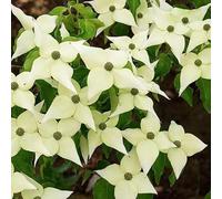 3 x Cornouiller du Japon 'Chinensis' - Cornus Kousa Chinensis 50-60 cm en conteneur - Élégance Florale et Feuillage Vibrant