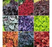 3 X Mélange d'heuchères - Plantes en Pots de Grande Qualité
