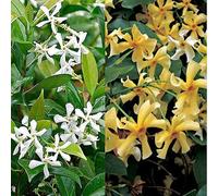 3 x Mélange Jasmin étoilé à Feuilles Persistantes: 1 x Blanc + 2 x Jaune - Achetez 3/Payez 2! | 3 x Pots de 1,5 litre