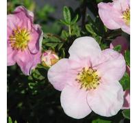 3 x Potentille arbustive '- Princess' Potentilla Fruticosa Princess 20-25 cm en conteneur - Apporte une touche de douceur à votre jardin du printemps à la fin de l'été