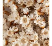 30/60/100/200 pièces Fleurs artificielles d'étoiles brésiliennes, mini bouquet de marguerites et de camomille pour la décoration florale de mariage, la décoration de la maison, cadeau de la Saint-Vale
