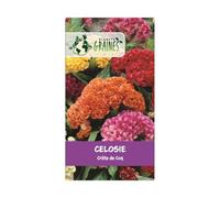30 graines Celosie crète de coq - Celosia argentea Cristata - plante annuelle