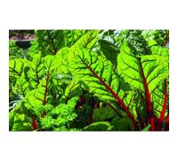 30 Graines De Bette À Carde Rhubarbe Rouge
