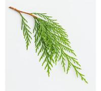 30 Graines de Cyprès du Cachemire (Cupressus cashmeriana) - SemiSauvage Permaculture - graines reproductibles