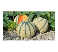 30 Graines De Melon Charentais