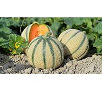 30 Graines de Melon Charentais- Jardin légume ancien - semences paysannes reproductibles - SemiSauvage