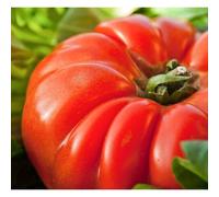 30 Graines De Tomate Marmande