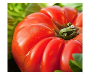 30 Graines de Tomate Marmande - légume ancien jardin potager - méthode BIO