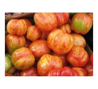 30 Graines De Tomate Tigerella