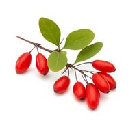 30 Graines de Vinettier (Berberis vulgaris hispanica) - SemiSauvage Permaculture - graines reproductibles