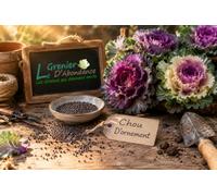 30 graines Fleurs à semer - Le Grenier d'Abondance - CHOU D'ORNEMENT - Brassica oleracea var acephala