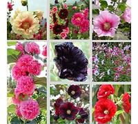 30 Mix Graines Alcea rosea rose trémière Multi Couleurs de Plantes Fleurs