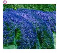 30 Pcs Thym Rampant Ou Multi-Couleur Rock Cress Vivace Fleur Couvre-sol Fleur Jardin Dcoration Graines: 3