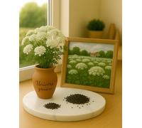 300 Graines Ammi Majus Blanc - Ombrelles de Dentelle Blanches pour Bouquets Champêtres, Jardin et Polinisateurs - Fleur Jardin - 451