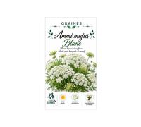 300 Graines Ammi Majus Blanc - Ombrelles de Dentelle Blanches pour Bouquets Champêtres, Jardin et Polinisateurs