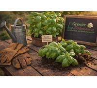 300 graines Aromatiques à semer - Le Grenier d'Abondance - BASILIC Grand Vert Genovese - Ocimum basilicum var. Genovese