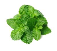 300 graines Aromatiques - MENTHE Verte - Mentha Viridis