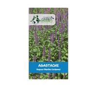 300 graines de agastache rugosa violet - menthe réglisse - plante mellifère rustique et très facile à cultiver- menthe coréenne