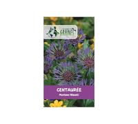 300 graines de centaurée des montagnes centaurea montana bleuet des montagnes fleur vivace mellifère bleu intense -