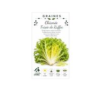 300 graines de chicorée frisée de ruffec, variété ancienne résistante au froid pour récoltes d'automne