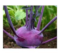 300 Graines De Chou Rave Delicatess Violet