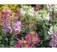 300 Graines de Cleome Spinosa - Fleurs Araignée - en mélange de couleurs - Spider Flower Mix - Fleur Jardin - 336