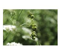 300 Graines de Coriandre plantes aromatique jardins fleurs legumes méthode BIO