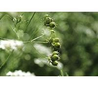 300 Graines de Coriandre - plantes aromatique jardins fleurs - semences paysannes reproductibles - SemiSauvage
