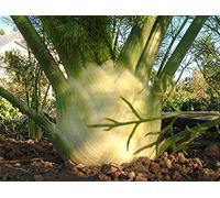 300 Graines de Fenouil - plantes jardins légumes fleurs aromatique méthode BIO