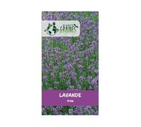 300 Graines de Lavande Vraie Bleue Plante Aromatique, Mellifère et Relaxante pour Jardin et Balcon facile à cultiver