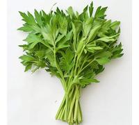 300 graines de livèche (levisticum officinale) céleri perpétuel