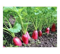 300 Graines De Radis Demi-Long