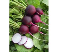 300 Graines De Radis Rond Violet