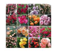 300 graines de rosier grimpant rosiers planter extérieur graine fleurs à semer graine rose croissance rapide Multicolore GRAINE