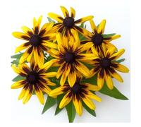300 Graines de Rudbeckia Gloriosa Daisy