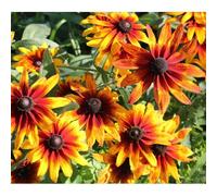 300 Graines De Rudbeckia Gloriosia Daisy