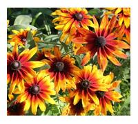 300 Graines de Rudbeckia Gloriosia Daisy - fleurs plante jardin méthode BIO