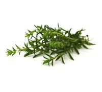 300 Graines de Sarriette - plante aromatique médicinale- jardin méthode BIO