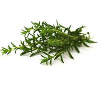 300 Graines de Sarriette - plante aromatique médicinale - semences paysannes