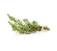 300 Graines de Thym - plante aromatique médicinale- jardin méthode BIO