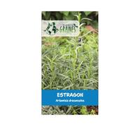 300 graines d'estragon - Artemisia dracunculus