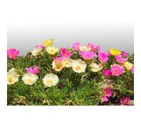 300 Graines Fleurs À Semer - Le Grenier D'abondance - Pourpier Simple - Portulaca Grandiflora