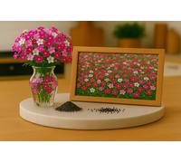 300 Graines Gypsophila élégante - Baby’s Breath Crimson - Gypsophila elegans - Mix de couleurs - Fleur Jardin - 422