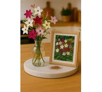 300 Graines Nicotiana alata - Ornement - Mélange de Couleurs - Fleur Jardin Bouquet - 384