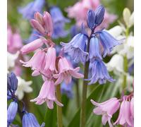 320x Hyacinthoides Hispanica mix - Spaanse boshyacint mix - Diversen - Verwilderingsbol - Bolmaat 7/8