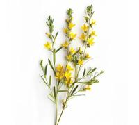 35 Graines de Genêt des teinturiers (Genista tinctoria)