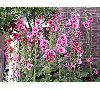 35 Graines de Rose Trémière - fleurs jardins ornement- semences paysannes reproductibles - SemiSauvage