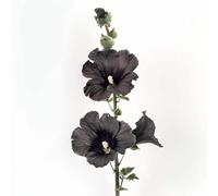 35 Graines de Rose Trémière Noire
