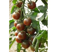 35 Graines De Tomate Cerise Black Cherry